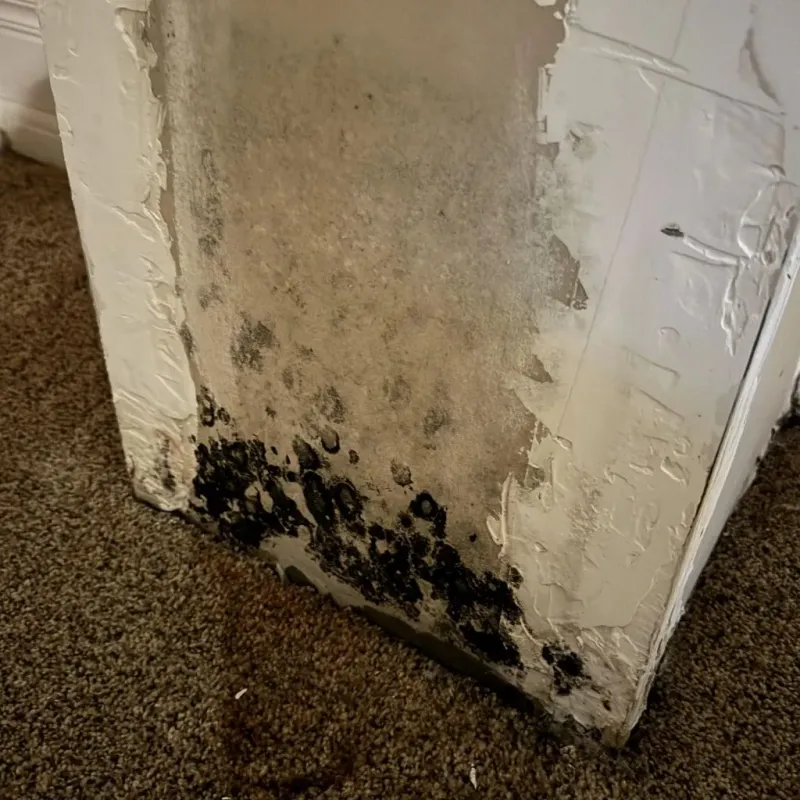 Professional Mold Removal in Orangetree, FL